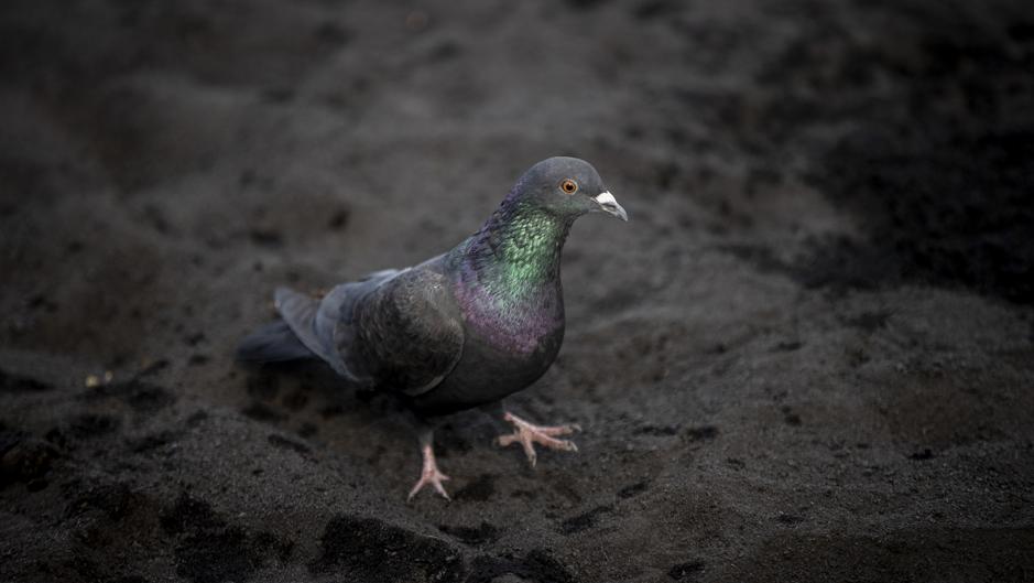 El peligro invisible de la isla de La Palma que mata hasta a las palomas