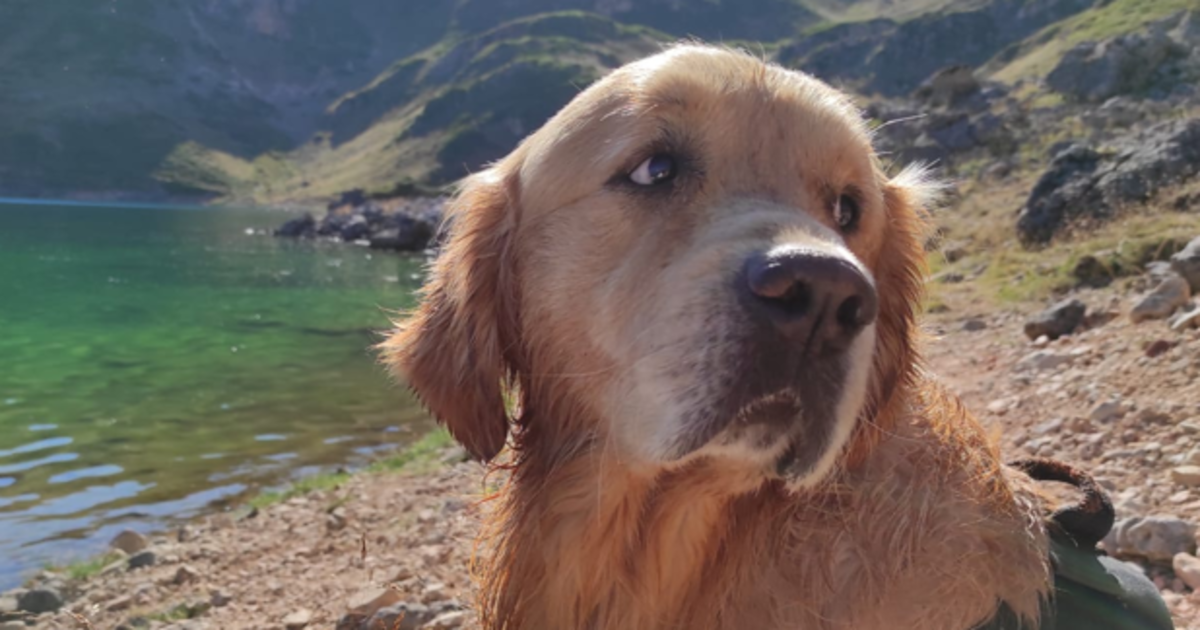 Leo, un bonachón y adorable Golden Retriever de tres años juguetón y de alma aventurera, padece displasia