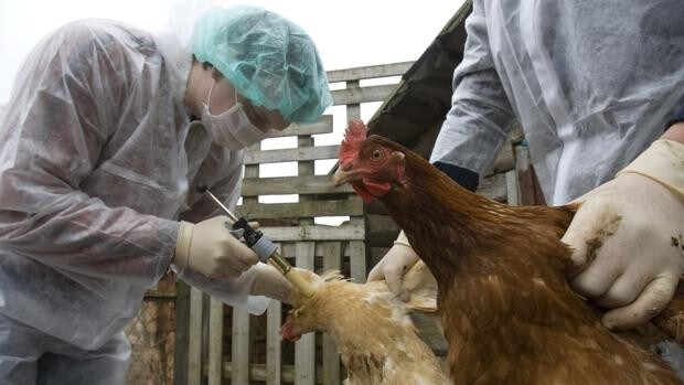 China comunica la muerte de una mujer a causa de la cepa H5N6 de la gripe aviar