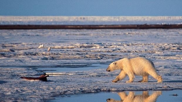 El Ártico registra un récord histórico de temperatura, 38 grados en junio de 2020