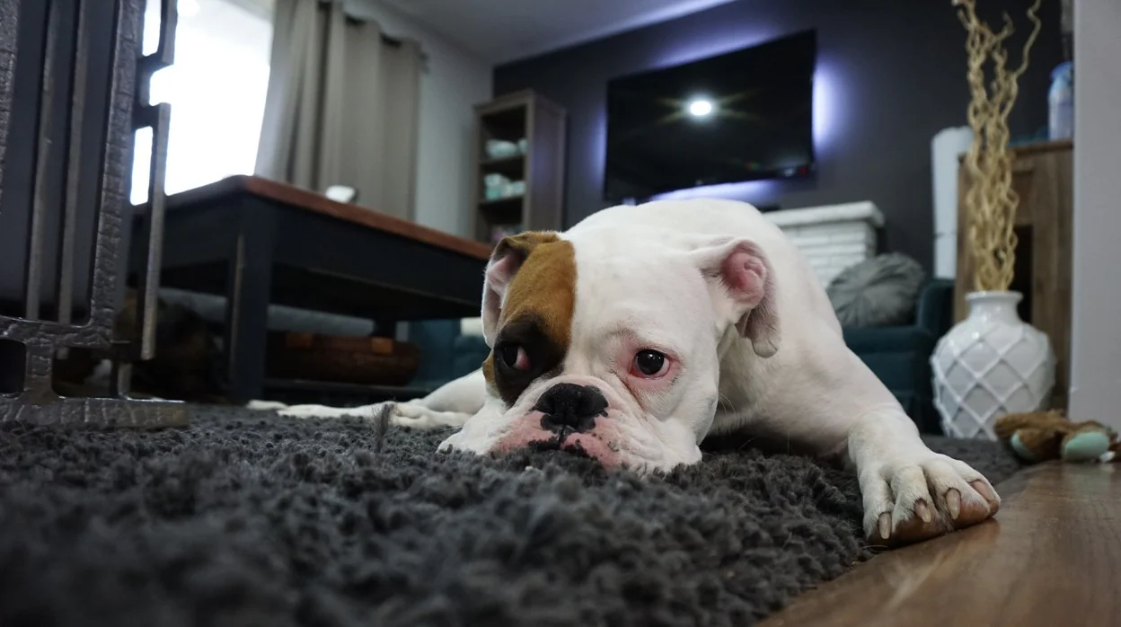 Un perro descansa sobre la alfombra de su hogar