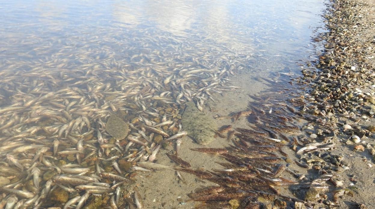 Peces muertos a orilla del mar Menor