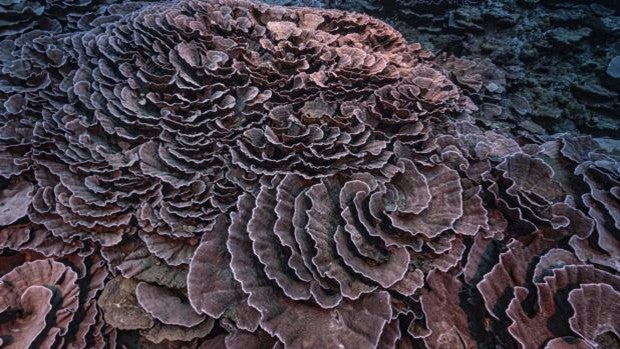 Descubren un arrecife con corales gigantes libre de la acción del cambio climático en Tahití