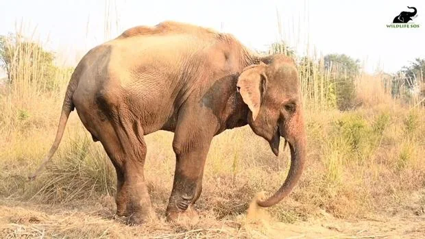 El desgarrador vídeo que muestra al elefante «más flaco de la India» después de 25 años de maltrato