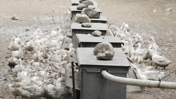La gripe aviar reaparece en España tras una explosión de casos en la UE