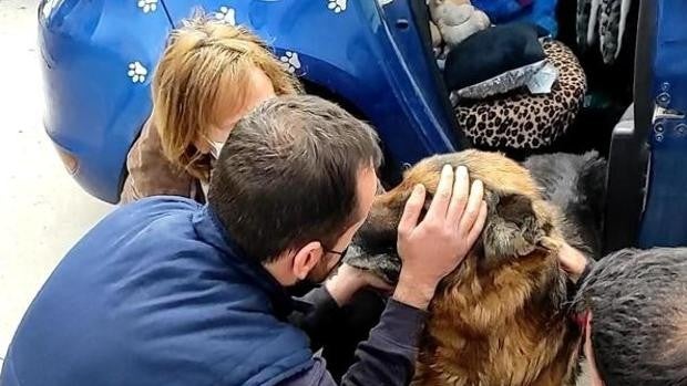 La historia viral del perro de Granada al que sus dueños llevaban 6 años buscando: «Les he devuelto un trozo de su padre»