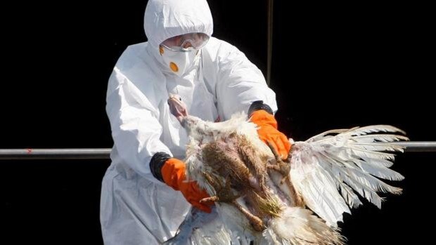 Alerta en EE.UU. por un brote de gripe aviar en una granja de la multinacional que sirve pollo a KFC