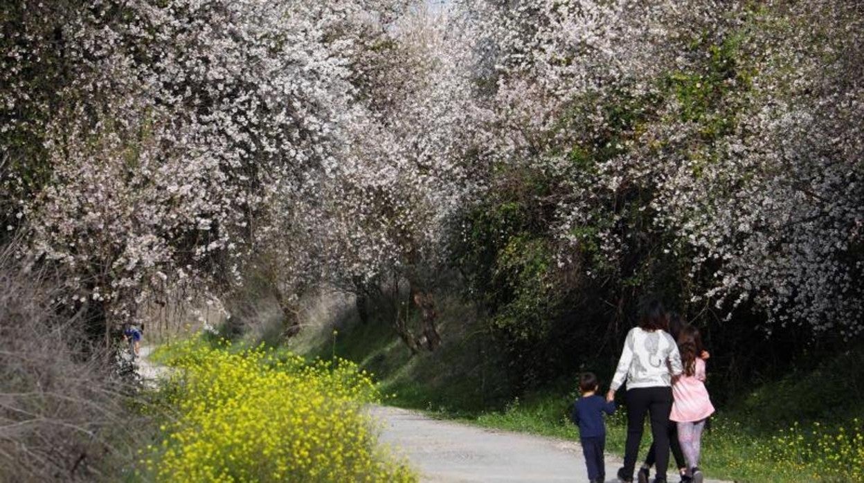 Almendros en flor en Córoba, esta semana