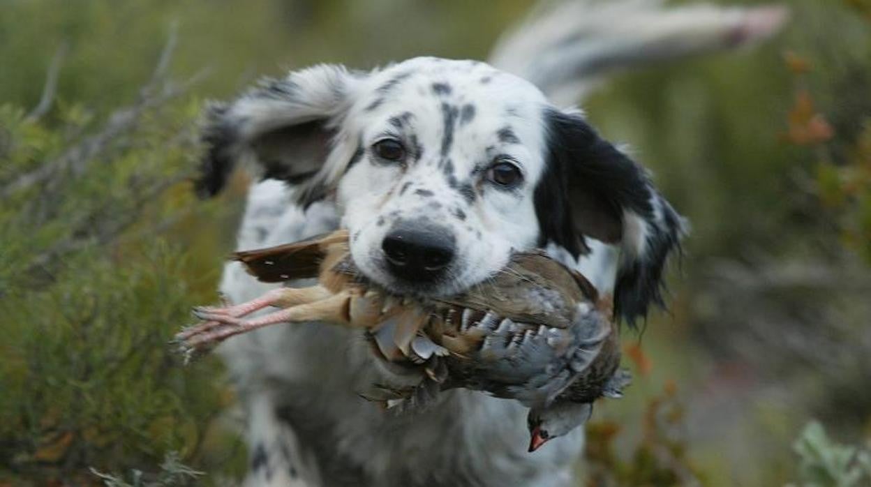 Podemos impone su Ley de Protección Animal aunque matiza puntos clave para cazadores y ganaderos