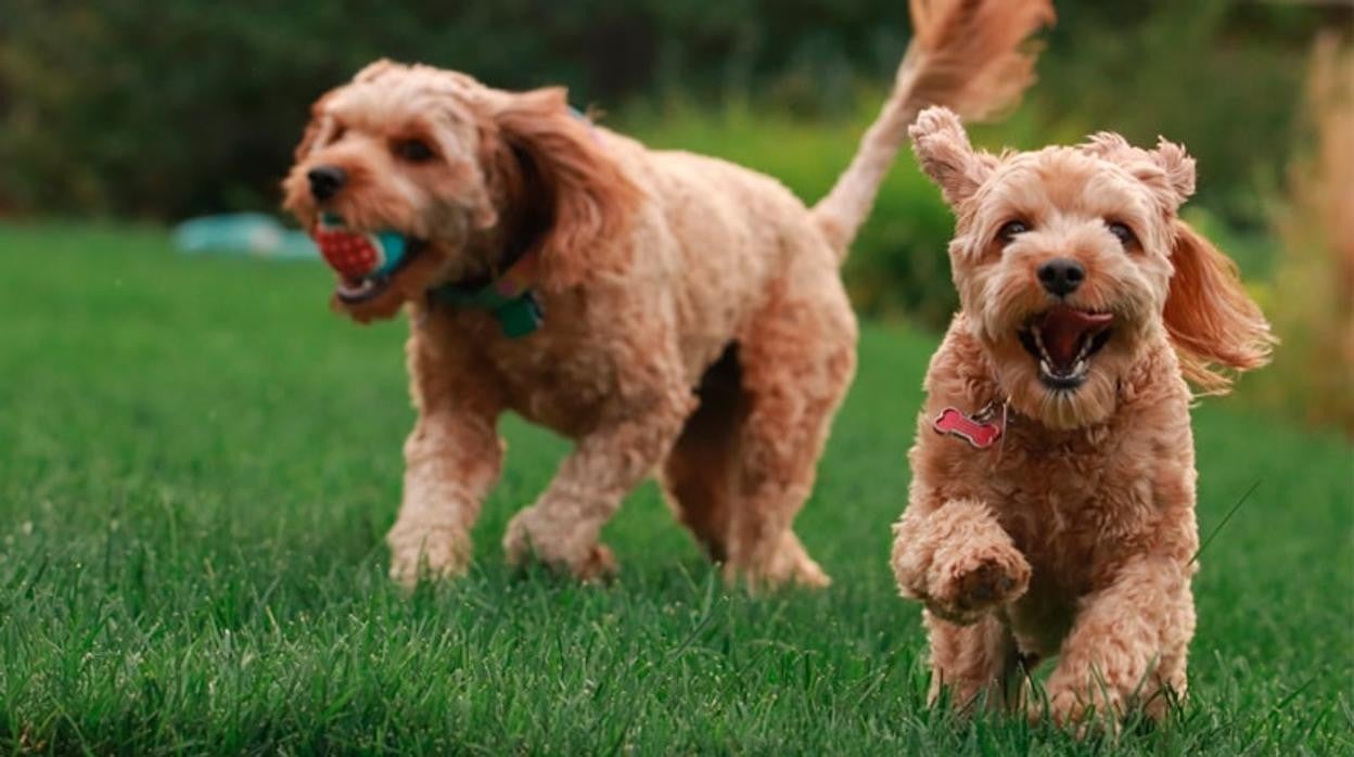 Llega Damkotas, una revolución en la educación canina