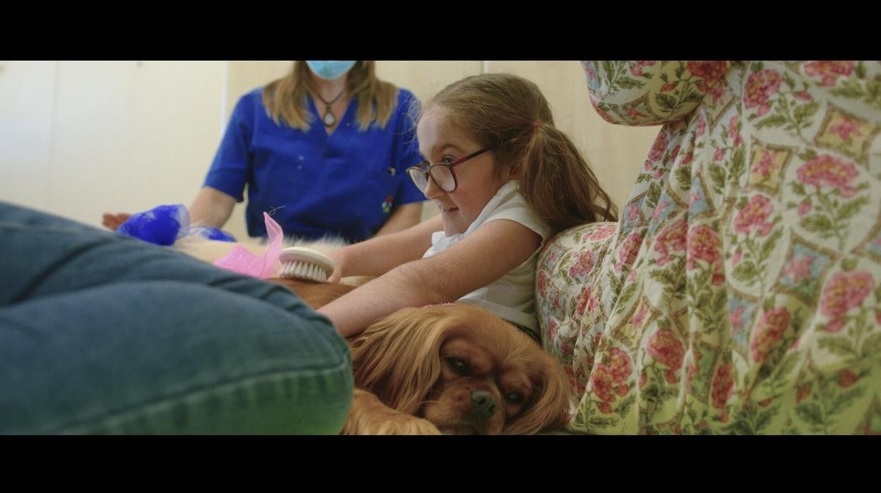 Mascotas, un gran apoyo para los pequeños hospitalizados