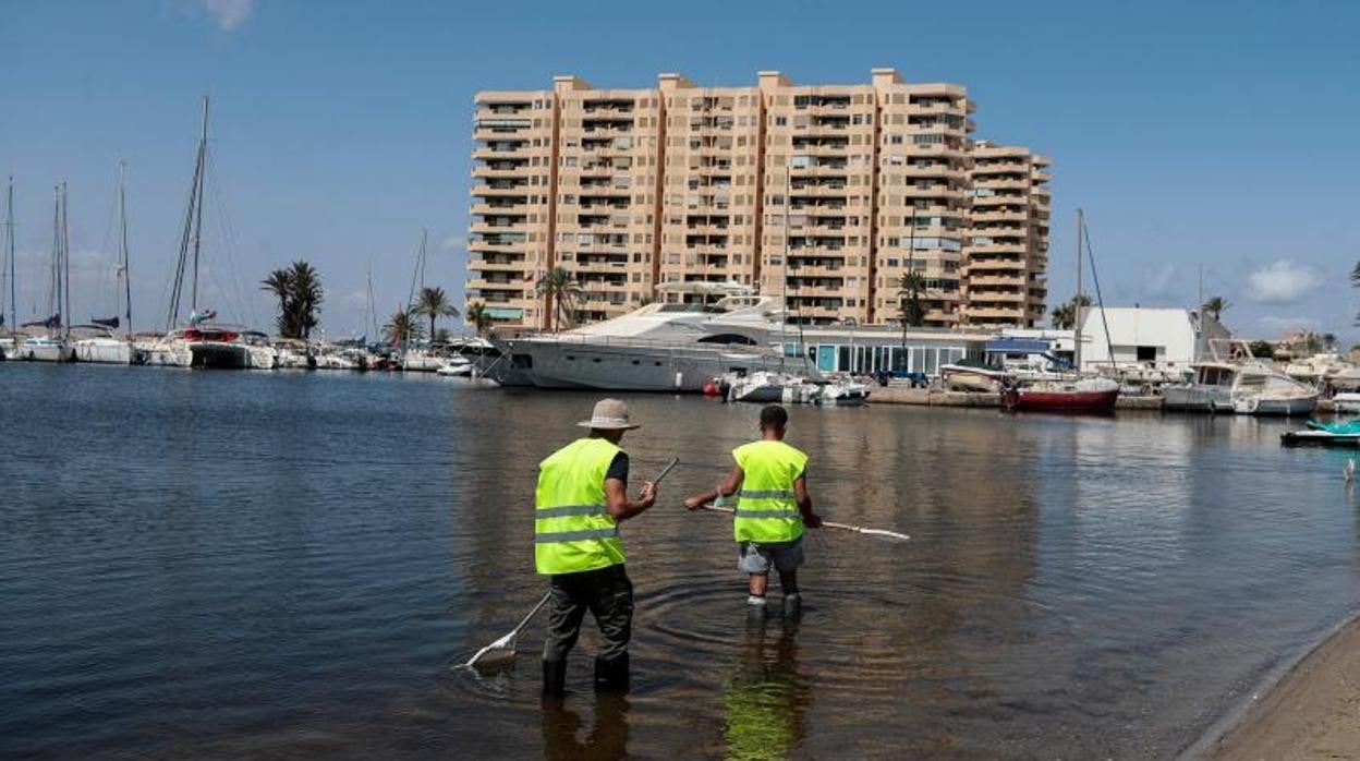 Dos trabajadores limpian las orillas del mar Menor el pasado mes de agosto