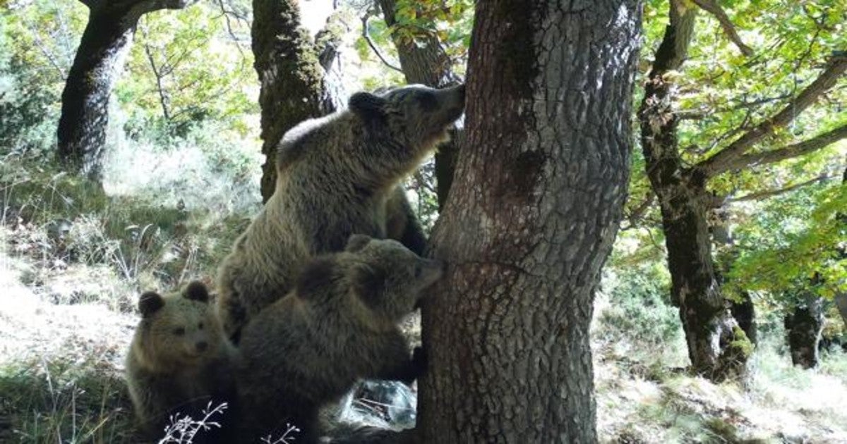 Una osa con sus dos cachorros en el Pirineo