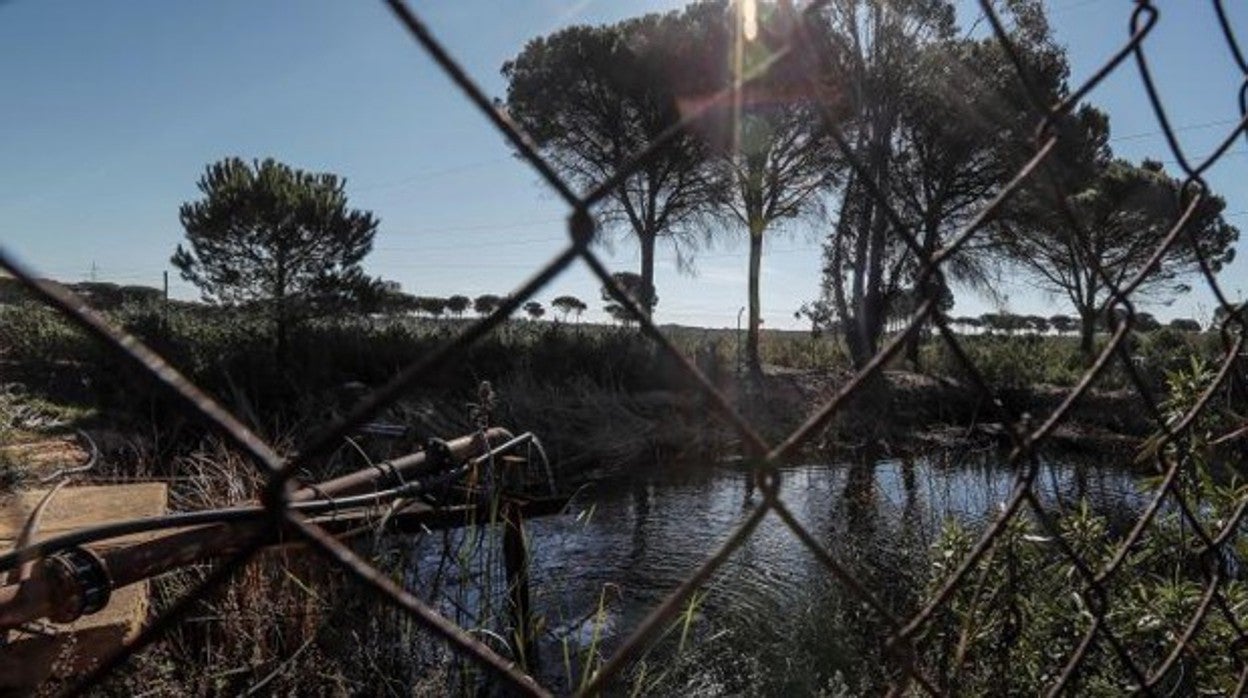 Balsa de riego ilegal en Lucena del Puerto (Huelva)