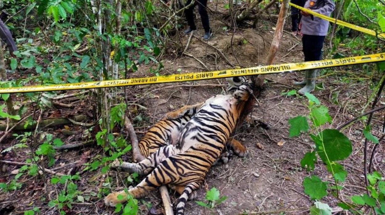 Dos de los tigres de Sumatra encontrados muertos