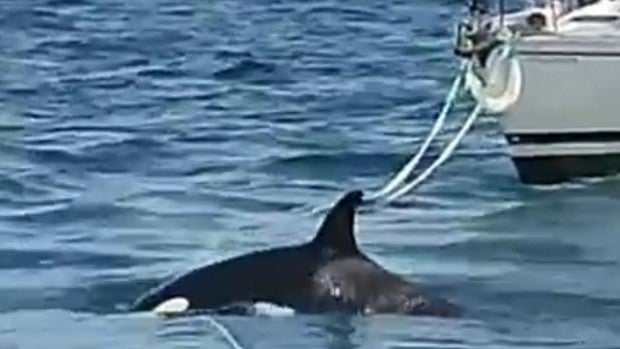 Los expertos responden: ¿Por qué las orcas están 'atacando' a barcos en las costas españolas?