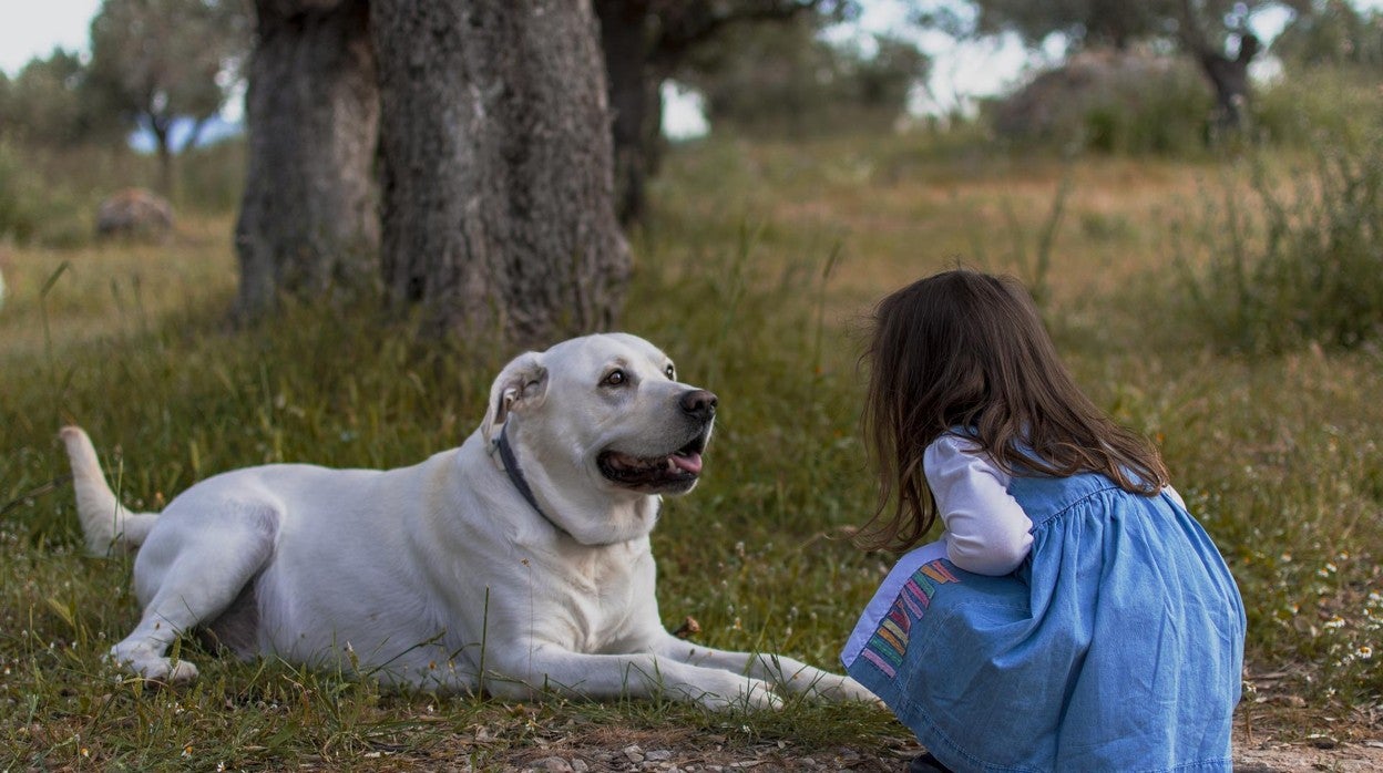 Reino Unido investiga el vínculo entre la hepatitis aguda infantil y los perros domésticos