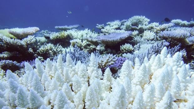 Más del 90% de los arrecifes de la Gran Barrera de Coral han perdido su color en 2022