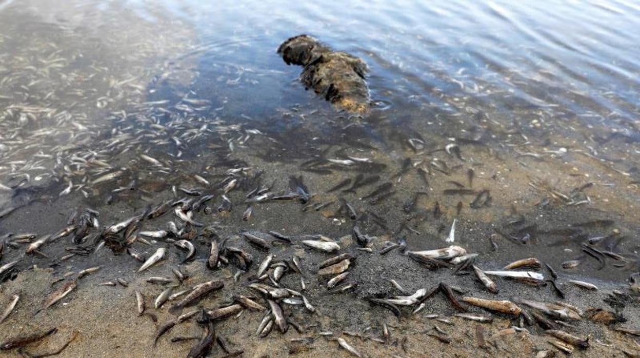 Peces muertos en una playa del Mar Menor, este miércoles