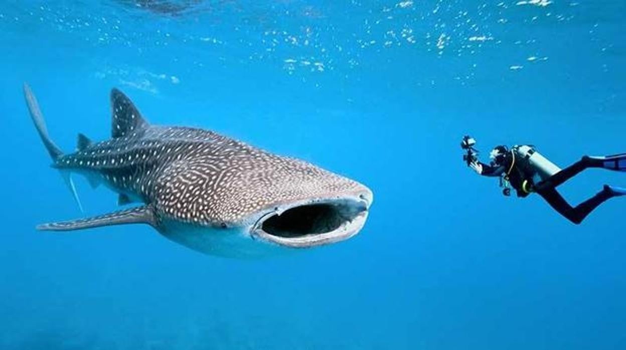 Un ejemplar de tiburón ballena junto a un nadador