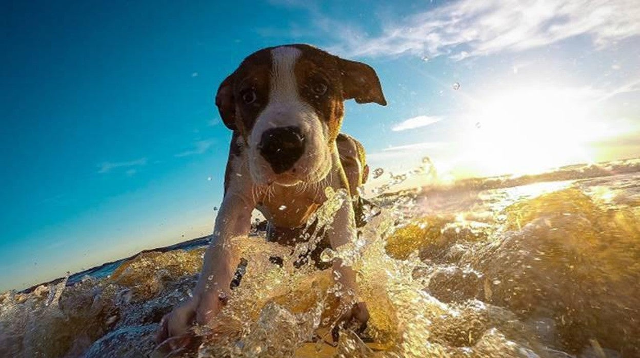 Un perro mediano surfeando en el cantábrico