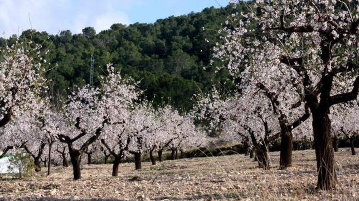 Almendros en Alicante