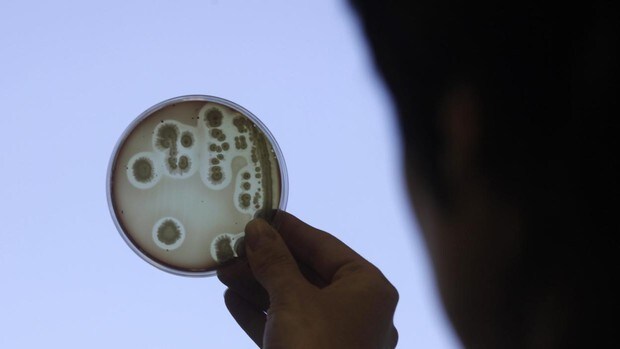 Los infectólogos advierten de que la resistencia antimicrobiana provoque 10 millones de muertes y supere a las del cáncer en 2050