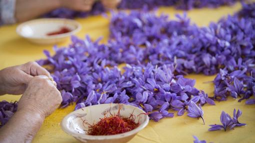 Flores de Azafrán