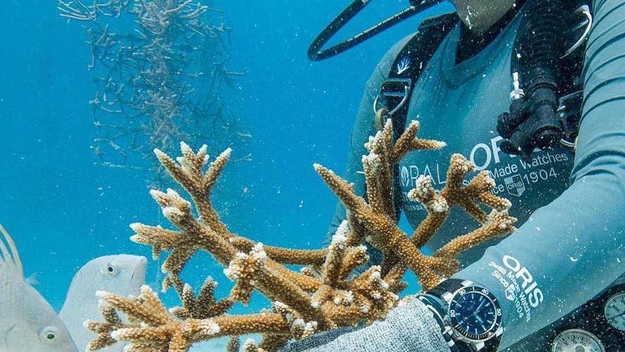Relojes que cuidan el medioambiente