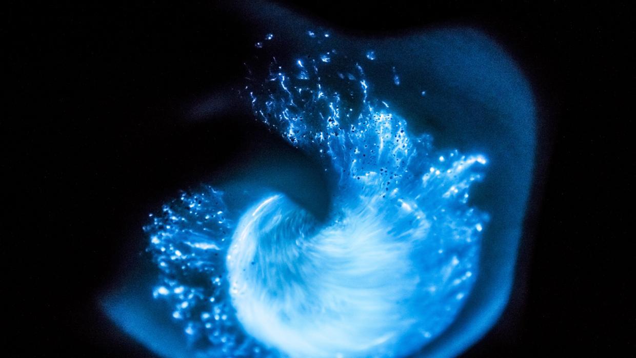 Joyas del mar: experiencias gourmet con sabor a sal