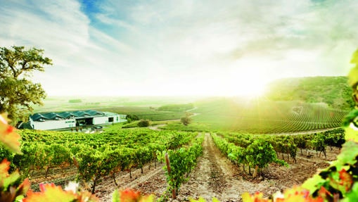 Vista panorámica de las Bodegas Cepa 21