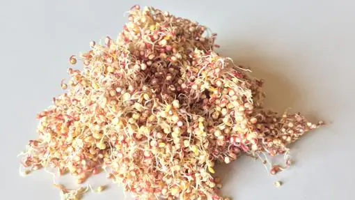 Una receta a base de quinoa, el ingrediente de moda