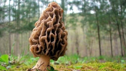 Las colmenillas son setas de primavera