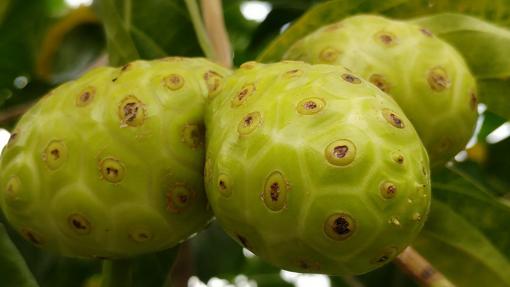 El noni es una fruta con poder antioxidante