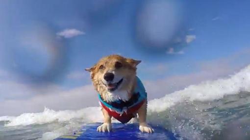Tu perro también hará surf