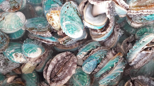 Así luce el Abalón, un molusco súper exclusivo