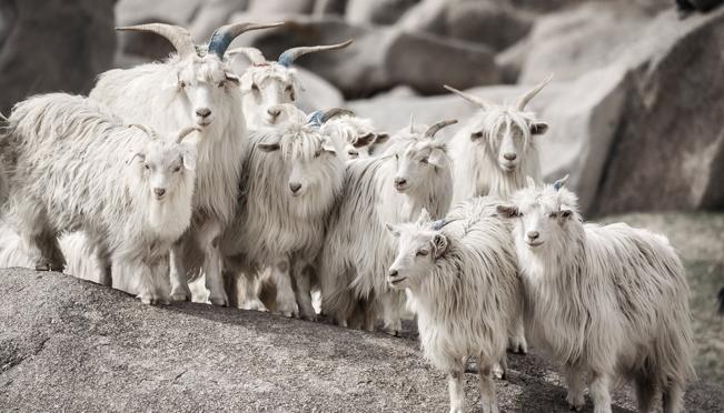 Imagen del documental ‘Cashmere - The Origin of a Secret’