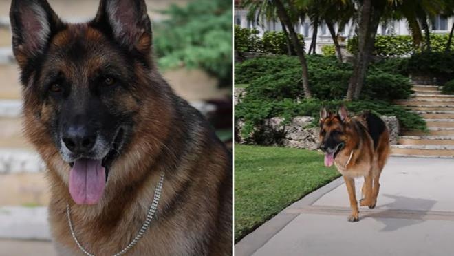 El perro vive a cuerpo de rey