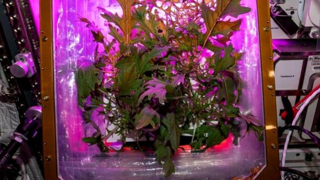 El ganador recibirá un millón de dólares