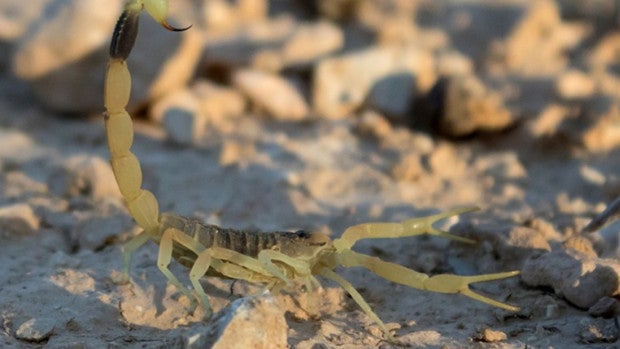 Este es el líquido más caro del mundo