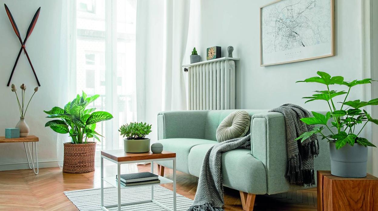 Las planyas pequeñas y medianas son ideales para decorar espacios de tamaño intermedio