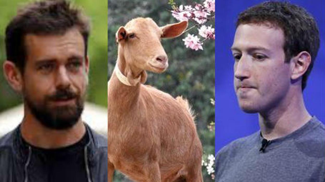 De izquierda a derecha, Jack Dorsey, una cabra y Mark Zuckerberg