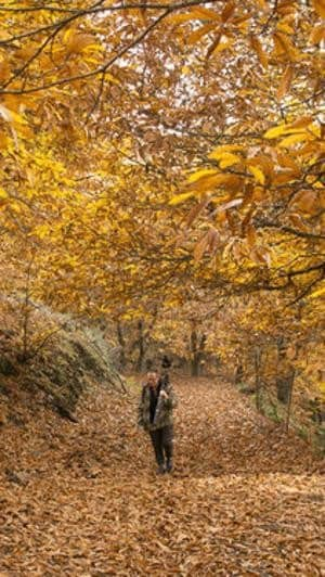 Los 10 mejores hoteles en el bosque para disfrutar de la naturaleza en  Andalucía