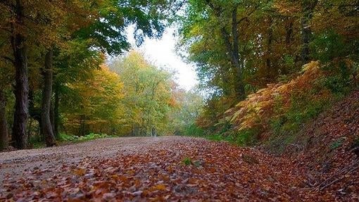 Hayas en Villoslada de Cameros