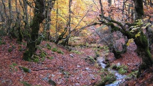 Hayedo de La Pedrosa, cerca de Riaza (Segovia)