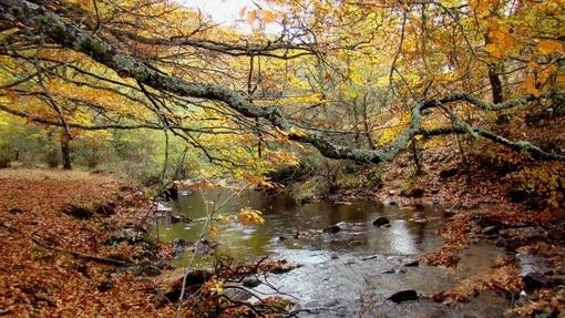 Hayedo de Montejo, en pleno otoño