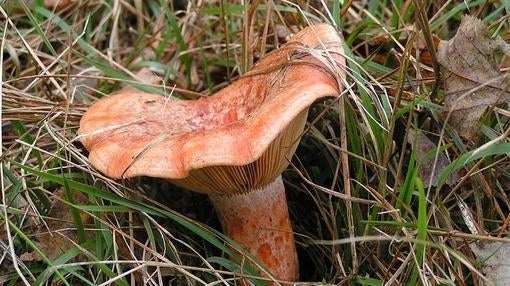 Lactarius deliciosus