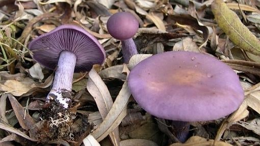 Clitocybe nuda