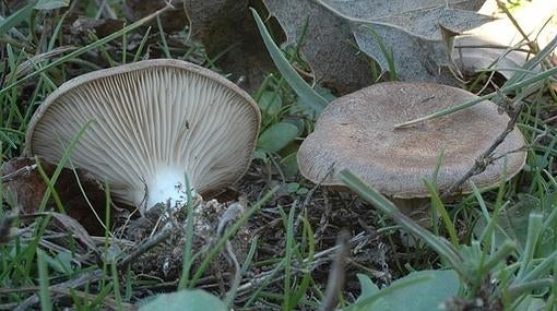 Las diez mejores setas del otoño en España