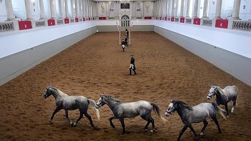 Caballos de la raza durante un ejercicio de adiestramiento en la Escuela Española de Equitación de Viena (Austria)